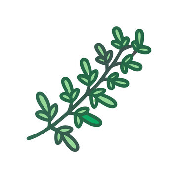 green thyme sprig on white background clip art preview
