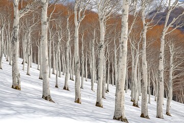 Winter Birch Forest Landscape.
