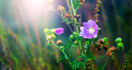 Gentle purple flowers of common mallow on blurred background