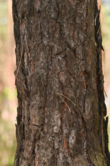 the bark of a pine tree is a close-up