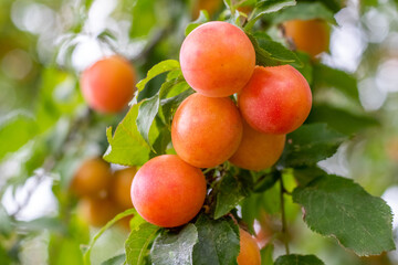Ripe red-yellow fruits of cherry plum on a branch among green leaves