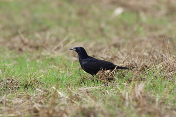 crow on the grass