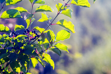 Clusters of dark berries of common dogwood among green leaves in sunlight