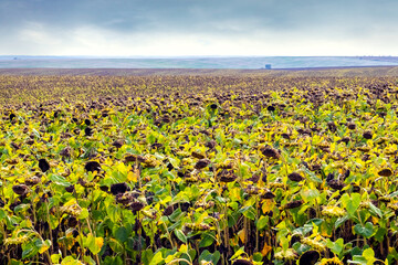Wide angle low angle view of a large field of withered sunflowers under an overcast sky
