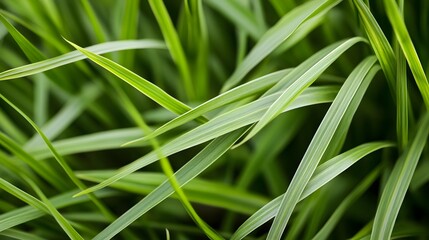 Obraz premium Close-up of Ornamental Green Grass with Delicate Foliage in Natural Landscape