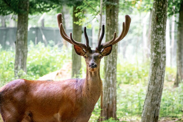 Graceful red deer stag with branched antlers amidst tall trees in a forest
