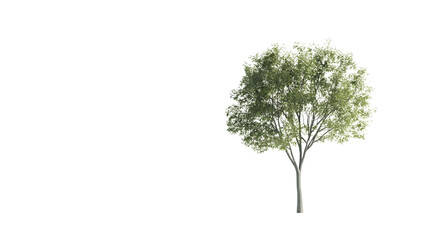 Singular Green Tree Depicted on Pristine White Surface for Nature Concepts