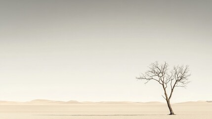 Fototapeta premium A dead dry tree in dry land. Drought. Desperate, sad. Concept.