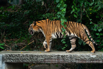 The gorgeous tiger at Khao Kheow Open Zoo.