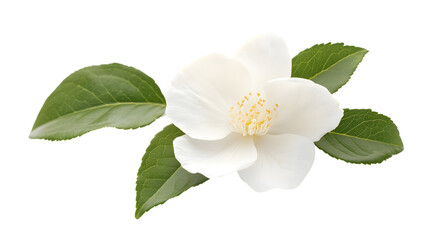 Obraz premium Beautiful Single White Flower with Lush Green Leaves - Nature Photography