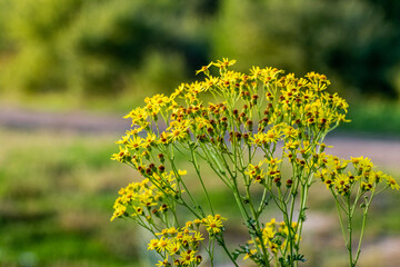 Bright yellow flowers of common ragwort (Jacobaea vulgaris) against a blurred green background