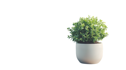 Modern white ceramic vase with small green plant for interior decoration concept