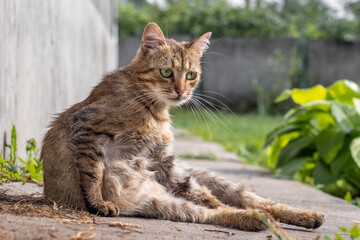 Relaxed tabby cat sits on concrete surface near green plants on a sunny day