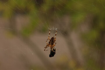 spider, web, insect, nature, animal, arachnid, macro, garden, cobweb, wildlife, net, predator, spiderweb, spider web, argiope, legs, closeup, bug, arachnophobia, yellow, creepy, prey