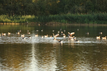 Ducks  swans   stunning photo series by the water and in the forest