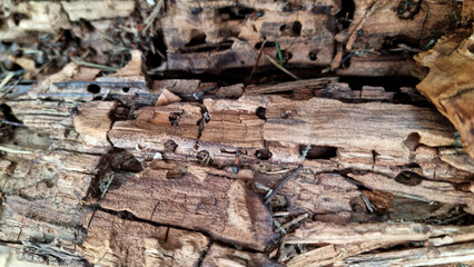 Old wood texture with natural patterns. Аnthill in a tree. Abstract background and texture for design. Selective focus