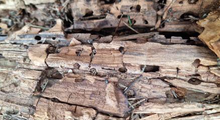 Old wood texture with natural patterns. Аnthill in a tree. Abstract background and texture for design. Selective focus