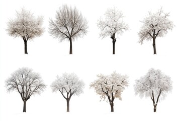 High definition collection Tree isolated on white background, hd, realistic