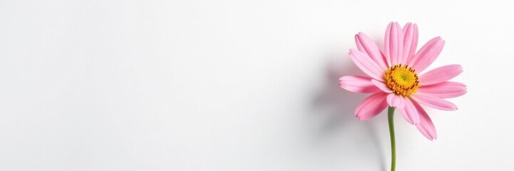 Obraz premium Single flower bloom against plain white background with texture, petals, nature