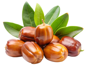 Natural jojoba fruit isolated on white background, perfect for beauty, skincare, and organic product designs