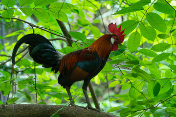 Elegant male chicken at Khao Kheow Open Zoo.