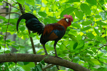 Elegant male chicken at Khao Kheow Open Zoo.