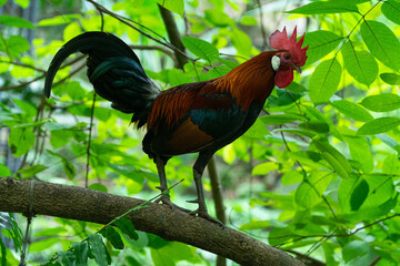 Elegant male chicken at Khao Kheow Open Zoo.