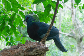 Victoria crowned pigeon, Victoria goura at Khao Kheow Open Zoo.