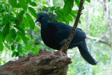 Victoria crowned pigeon, Victoria goura at Khao Kheow Open Zoo.