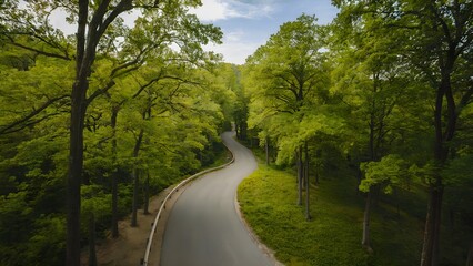 Obraz premium A winding road cuts through a lush forest, trees lining both sides. The image evokes a sense of tranquility and natural beauty.