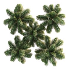 Four Tropical Palm Trees Shown Against A Clear White Background