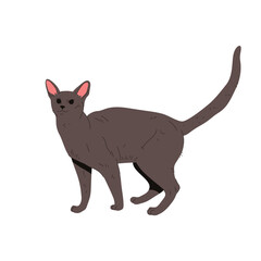 Burmese cat or korat feline animal. Vector domestic mammal with tail and whiskers. Kitten or kitty, puss or pussycat, purebred catling. Cartoon domesticated burma pussycat. Breed and zoology, fauna