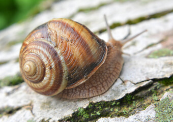In nature, the large snail Helix lucorum