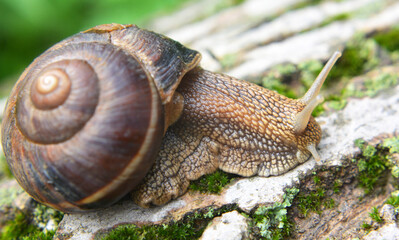 In nature, the large snail Helix lucorum