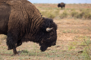 American bison grazing in the grasslands of northern Mexico