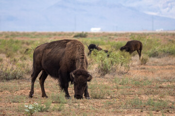 American bison grazing in the grasslands of northern Mexico