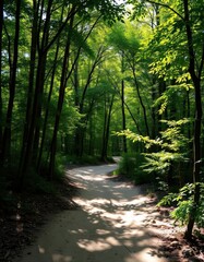 Obraz premium A narrow, sandy path curves deeply into a dense forest, sunlight dappling through the leaves, scenic view, sandy path, spring