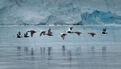 A fleet of 10 common eiders flying (somateria mollissima) over the bay of Kongsfjorden in Svalbard with giant glacier front in the background. Svalbard, Spitzbergen, Norway © Ji