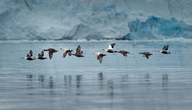 A fleet of 10 common eiders flying (somateria mollissima) over the bay of Kongsfjorden in Svalbard with giant glacier front in the background. Svalbard, Spitzbergen, Norway