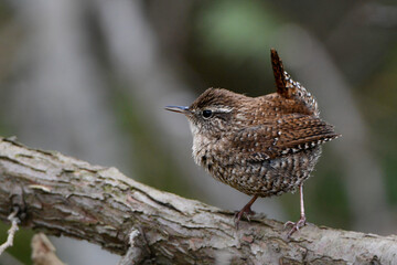 Winter Wren climbs along fallen cedar trees along the forest floor