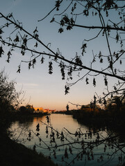 Dry leaves hanging from tree branches silhouette against sunset sky over calm river with buildings on opposite bank, creating serene and melancholic autumn scene. Withered leaves dangles from branches