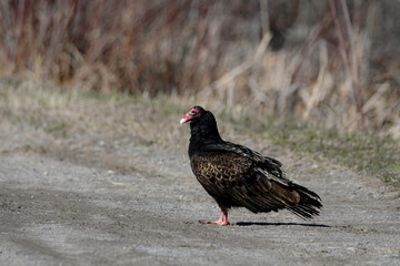 Turkey Vulture walks along a country road