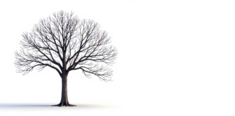 Single tree with bare branches on white background, tree isolated, bare branches