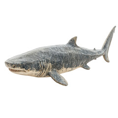 Greenland Shark isolated on transparent background