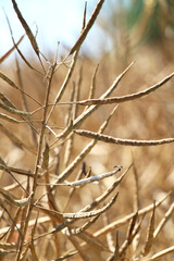 Rapeseed pods ripen on the stems in the field.