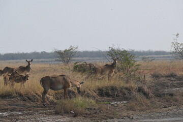 A group of nilgai deers are seen grazing in the wild