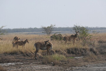 A group of nilgai deers are seen in the forest area