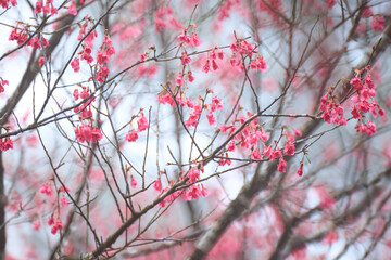 Crimson Bell-Shaped Cherry Blossoms on Bare Branches