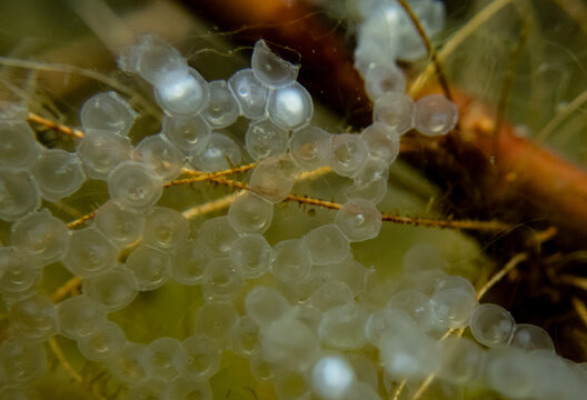 Macro photo of perch (Perca fluviatilis) eggs underwater. Transparent egg strands with visible embryos in a natural freshwater habitat