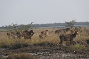 A group of beautiful nilgai deers are seen in the forest area